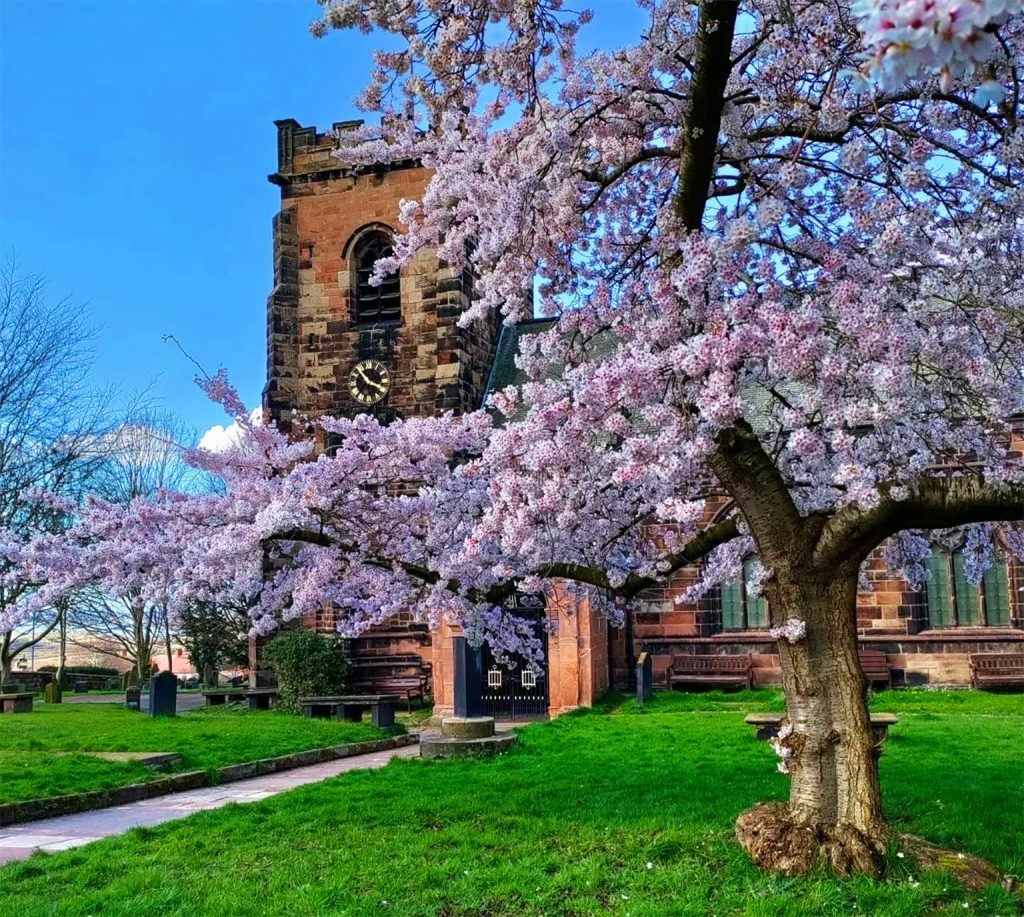 St Laurence Church Clock Frodsham Cheshire Spring Time Cherry Blossum