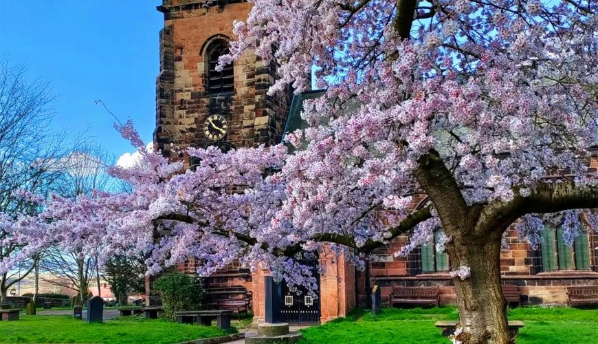 St Laurence Church Clock Frodsham Cheshire Spring Time Cherry Blossum